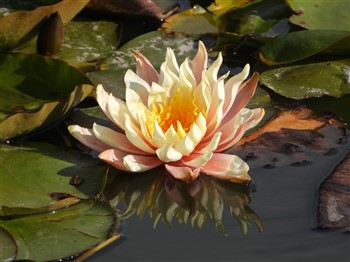 Burnby Hall and Pocklington 26